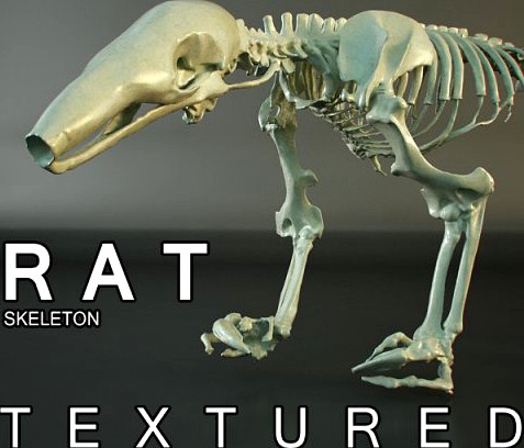 Rat Skeleton HD quality 3D Model
