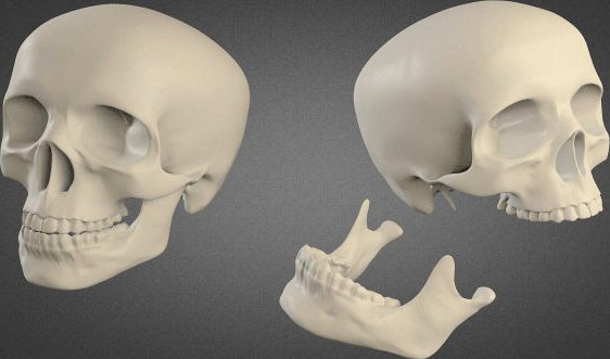 Human Skull High Poly 3D Model
