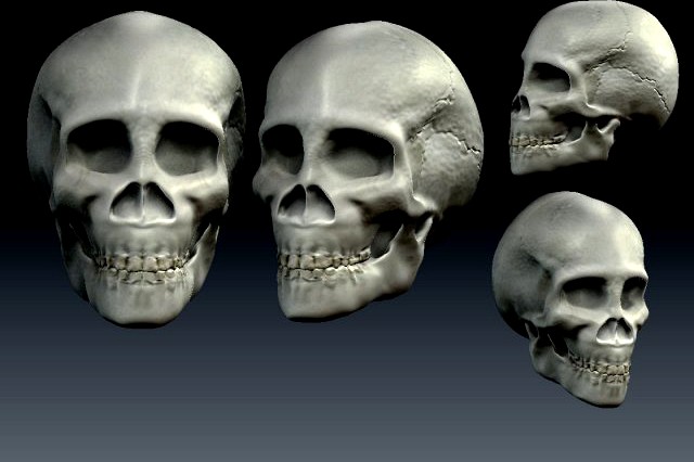 Skull 3D Model
