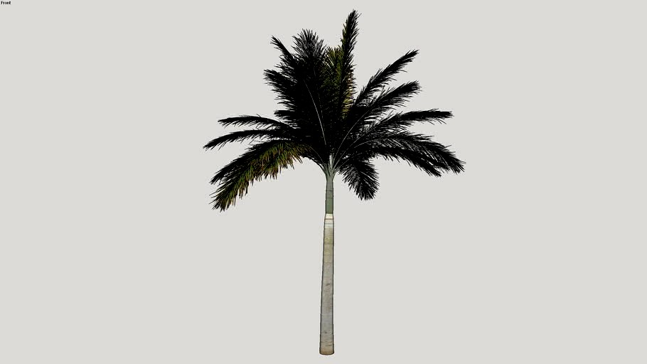 iTrees-Palms_03