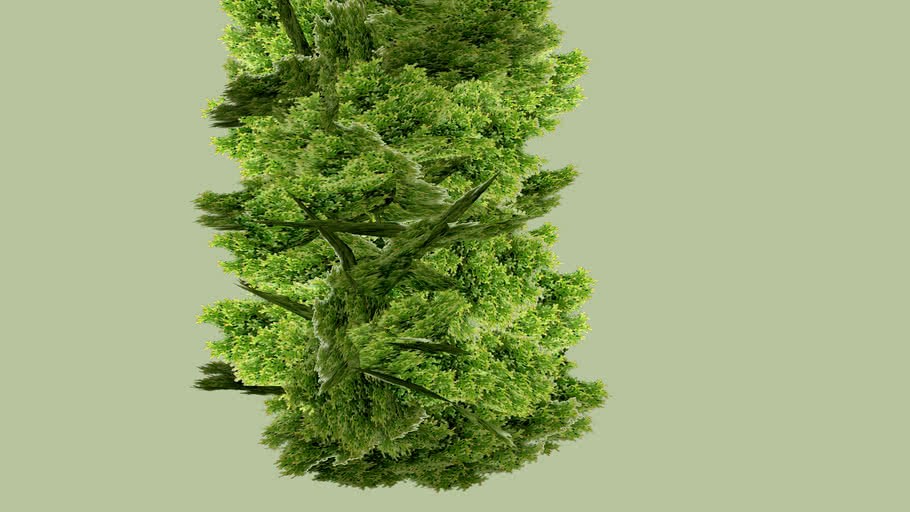 Juniper #1