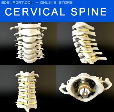 Cervical Spine Human 3D Model