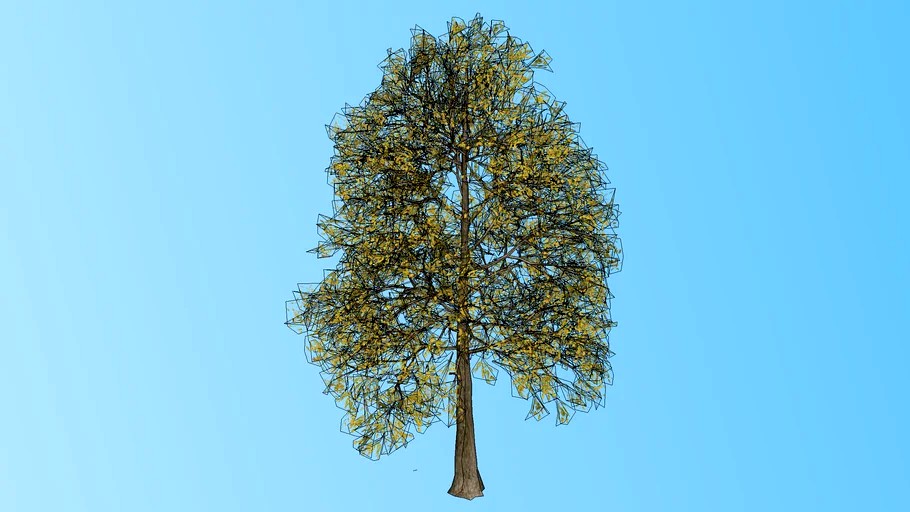 primavera