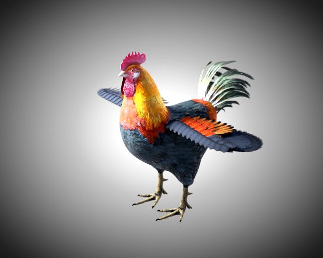 rooster cock bird pbr rigged low poly