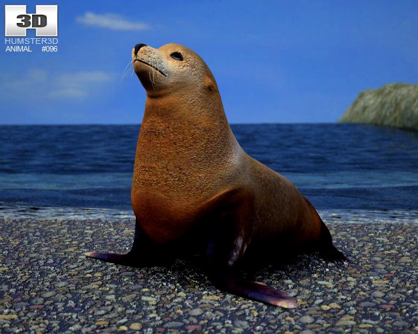 Brown Fur Seal Arctocephalus Pusillus 3D Model