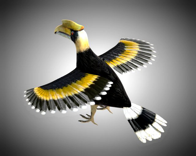 horn bill pbr bird rigged low poly