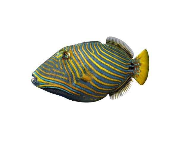 undulate trigger fish low poly