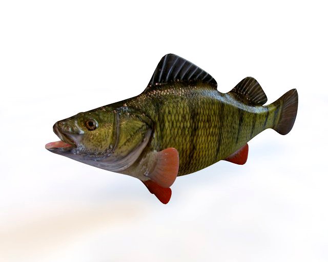 yellow perch fish low poly