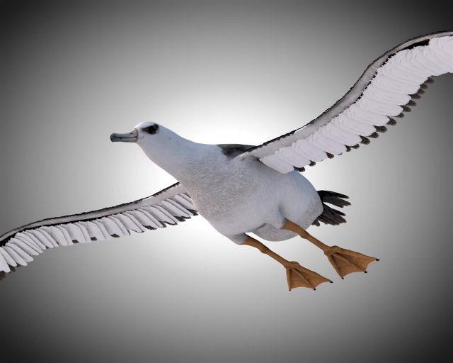 albatross pbr bird rigged low poly