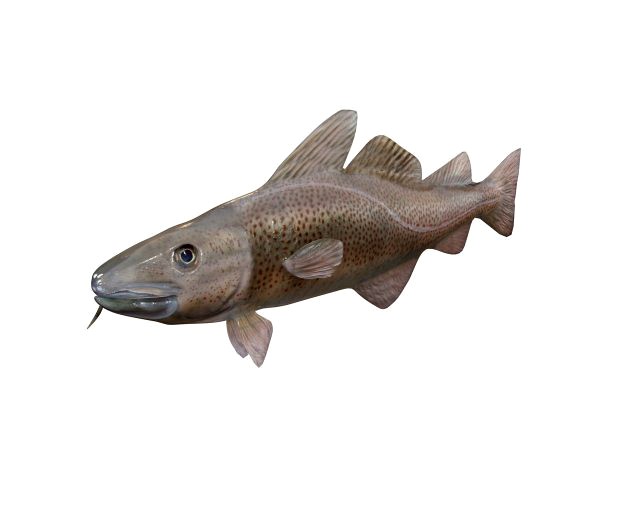 cod fish low poly