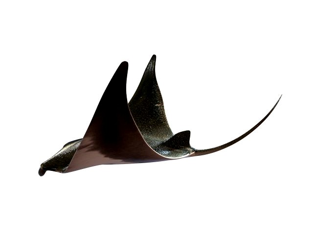 manta ray rigged low poly