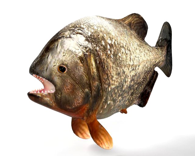 piranha fish low poly