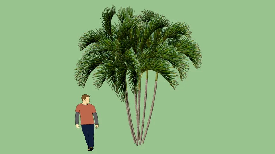 Areca Bambu