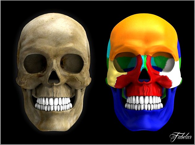 Human skull Vray 3D Model