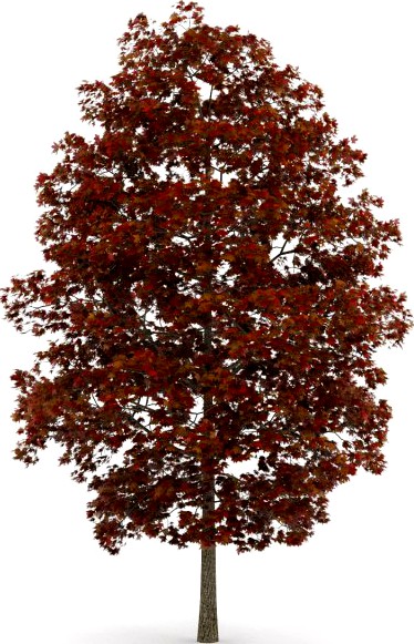 Acer Platanoides 8M Autumn 3D Model