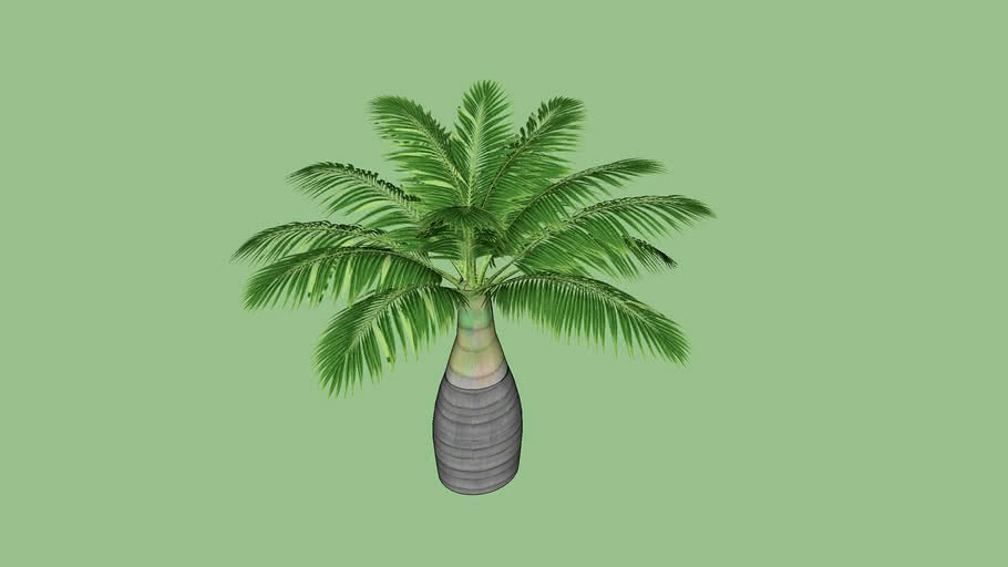 椰子樹 coconut trees