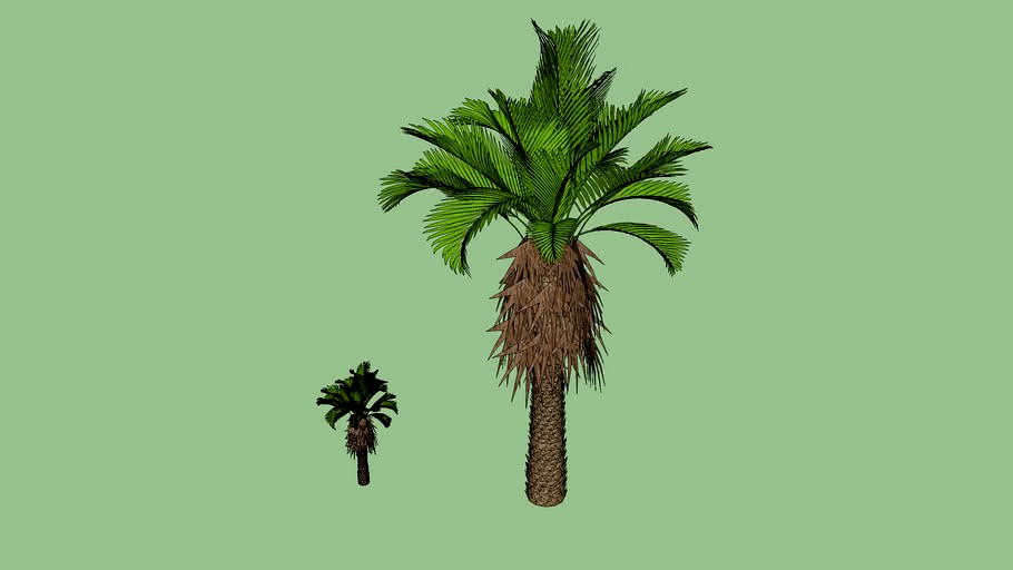 棕梠樹 棕櫚樹 Palm tree