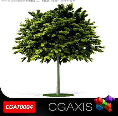 Tree Norway Maple CGAXIS 04 3D Model