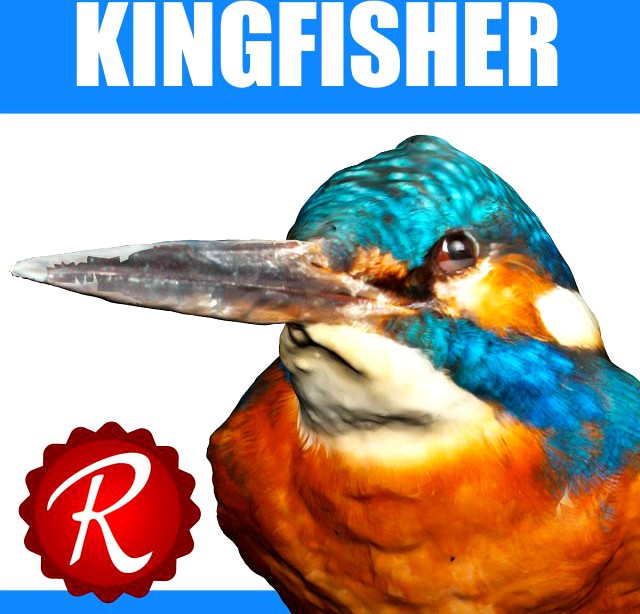 Kingfisher 3D Model