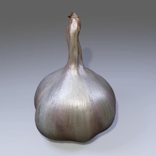 Garlic