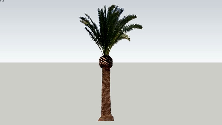 canary-island-date-palm-tree-phoenix-canariensis-pruned