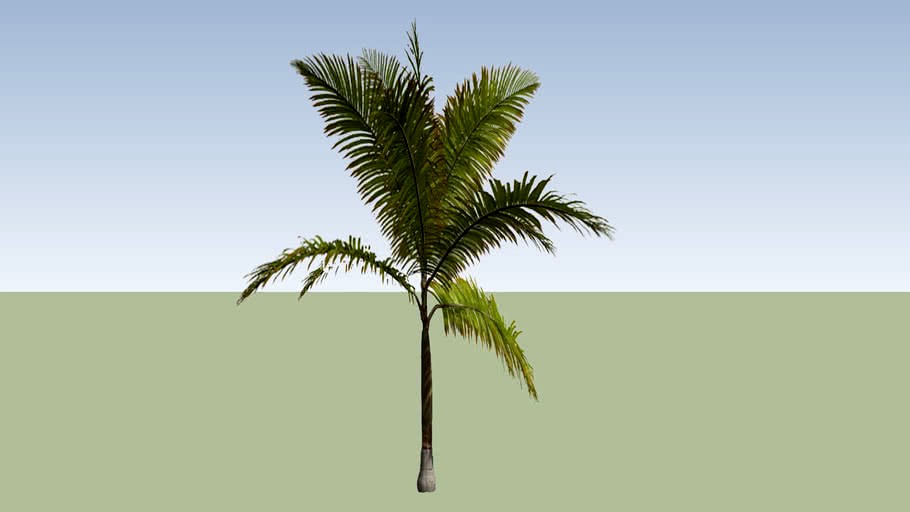 Coqueiro