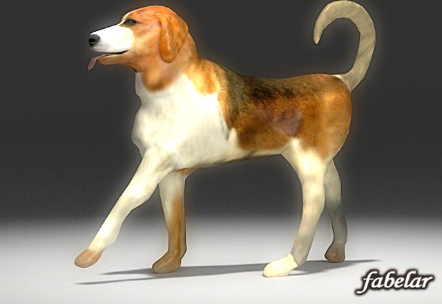 Beagle 3D Model