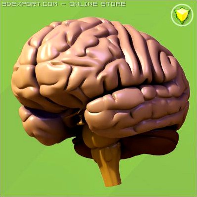 Human brain 3D Model