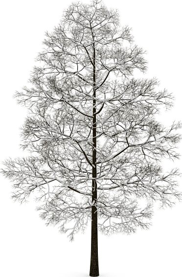 Acer Platanoides 8M winter 3D Model