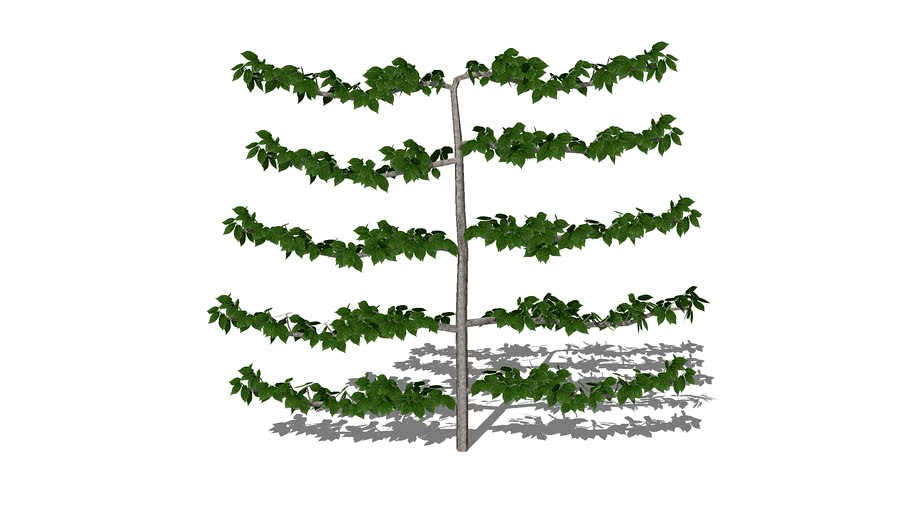 Malus domestica espalier spring 3d model