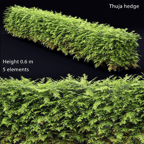 Thuja hedge 01 H60cm