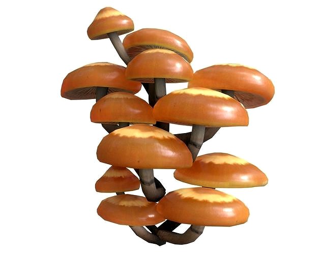 Sheathed Woodtuft Mushrooms Set