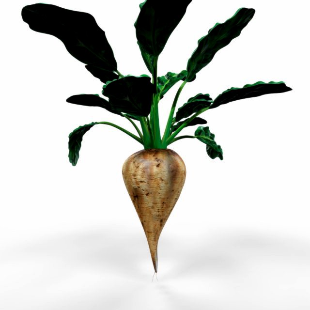 Sugar Beet
