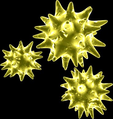 Pollen 3D Model