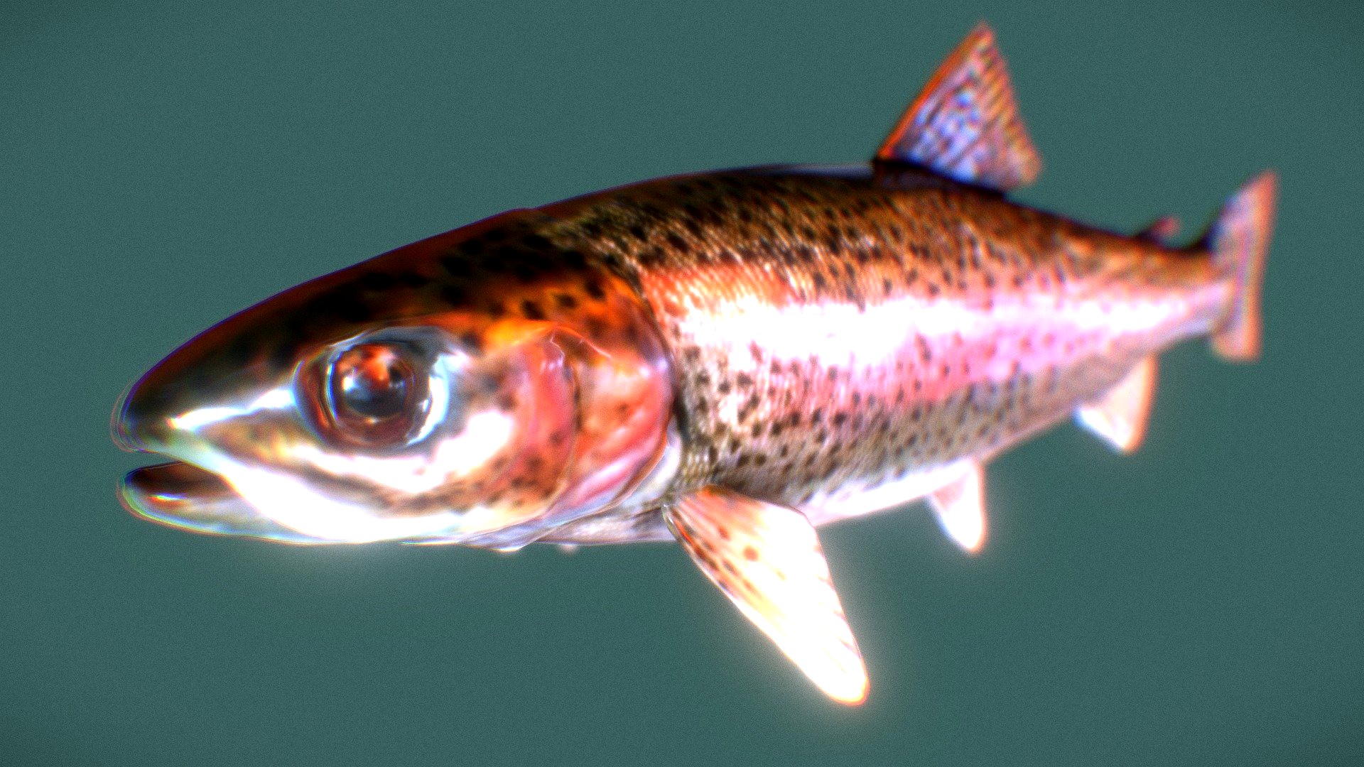 Trout