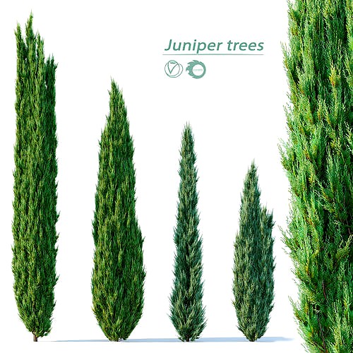 Juniper tree