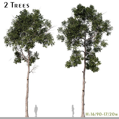 Set of Parashorea Chinensis Shorea wangtianshuea Tree - 2 Trees