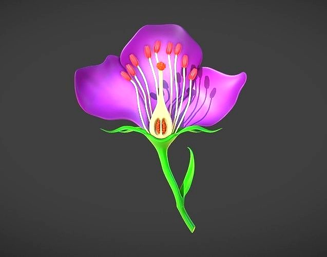 Parts Of A Flower Cross Section