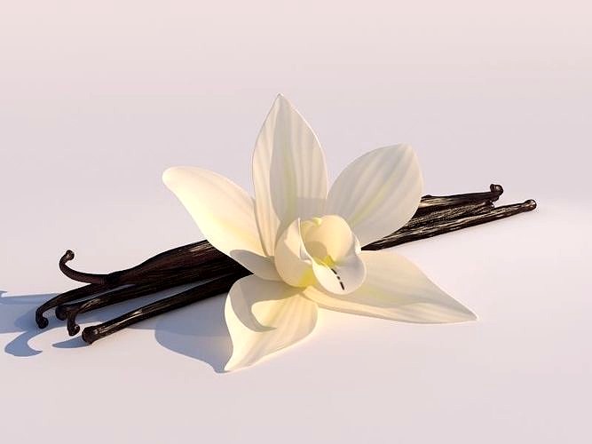 Vanilla Flower