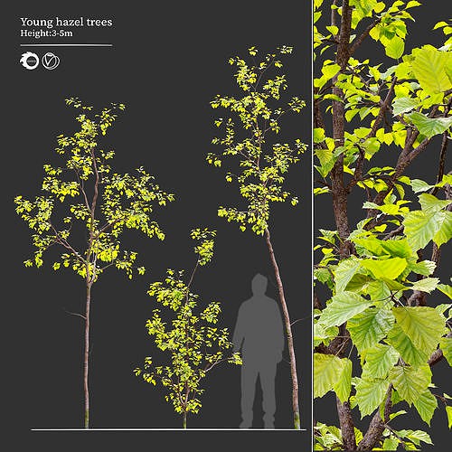 Young hazel trees