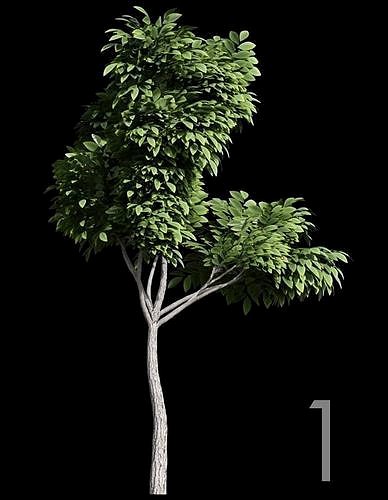 Tree 1