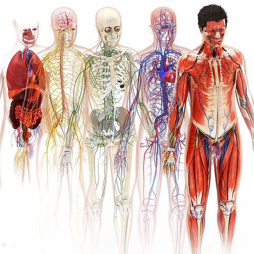 Complete human anatomy