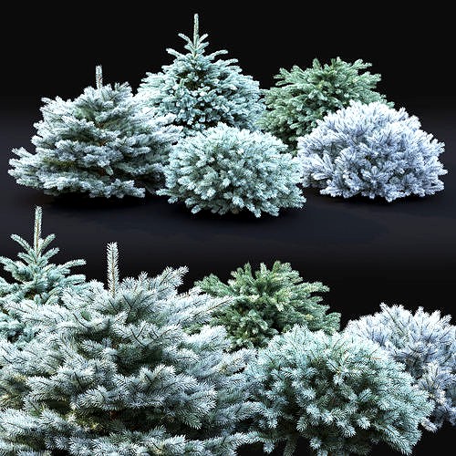 Glauca Globosa 02