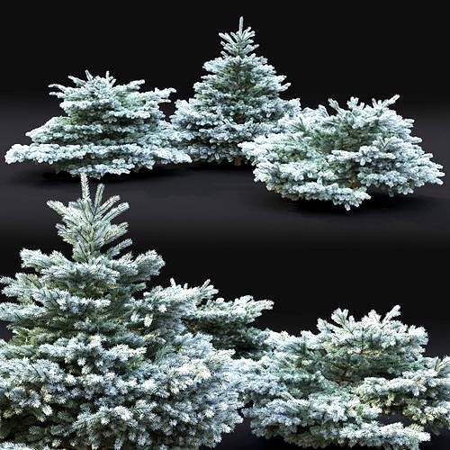Glauca globosa 01