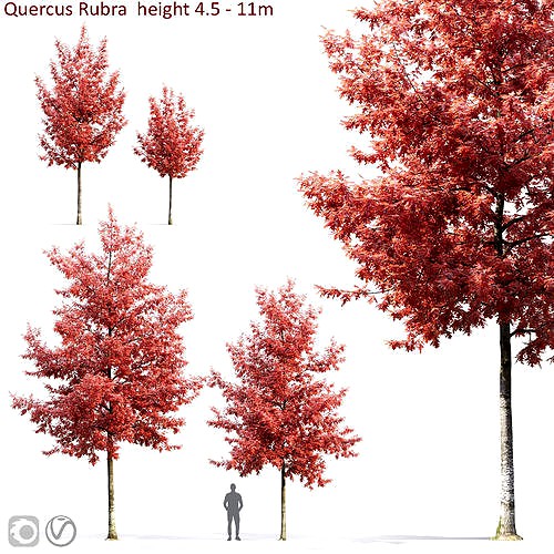 Quercus Rubra 01