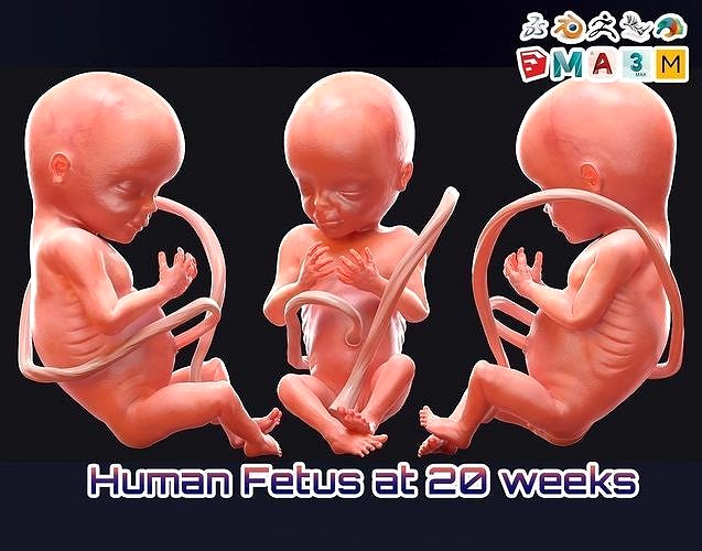 Human Fetus at 20 Weeks