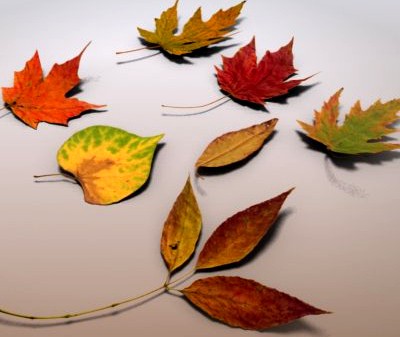 Autumn Leaves 3D Model