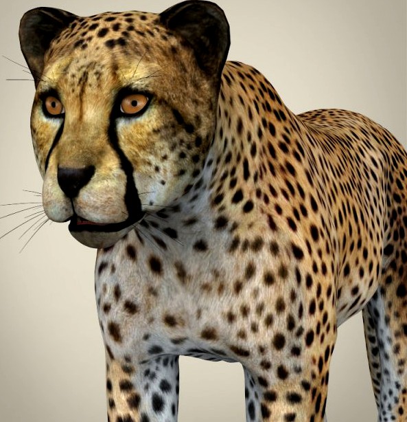 Realistic Cheetah 3D Model