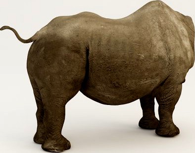 Rhino body 3D Model