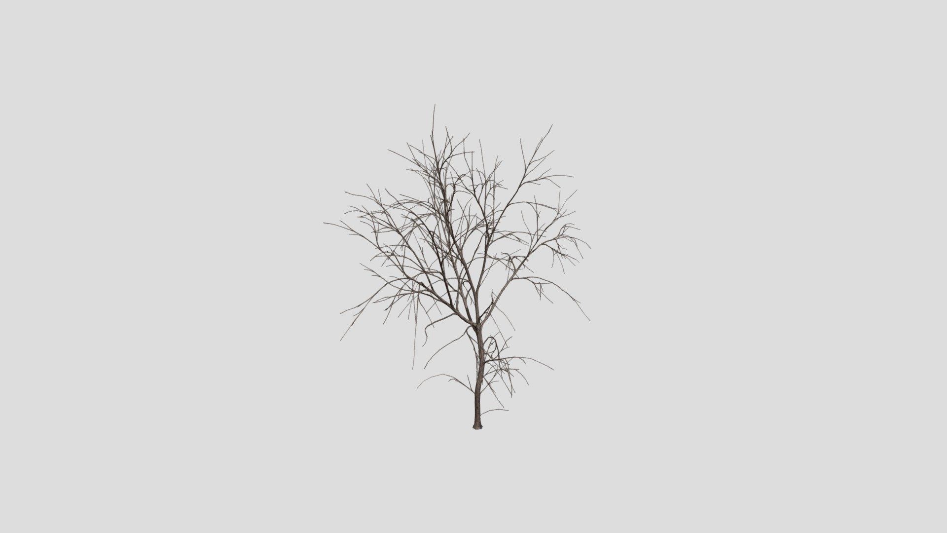 White Ash - Winter - 15 years old